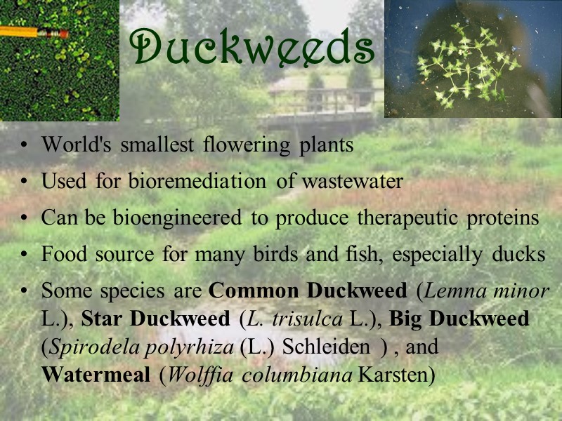 Duckweeds World's smallest flowering plants  Used for bioremediation of wastewater  Can be